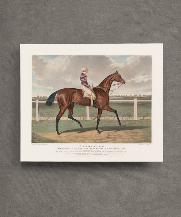 Chorister | Racehorse No. 6