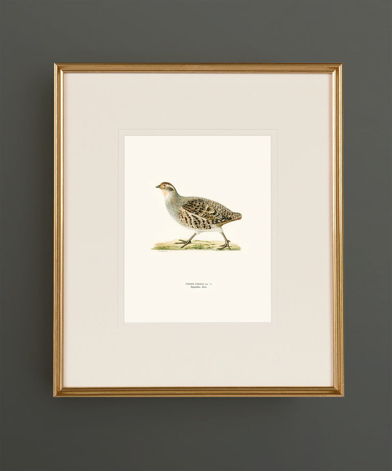 Set of Twelve Game Bird Prints