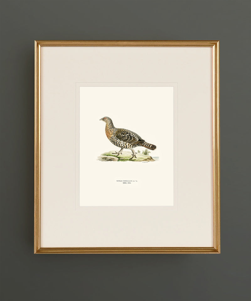 Set of Twelve Game Bird Prints