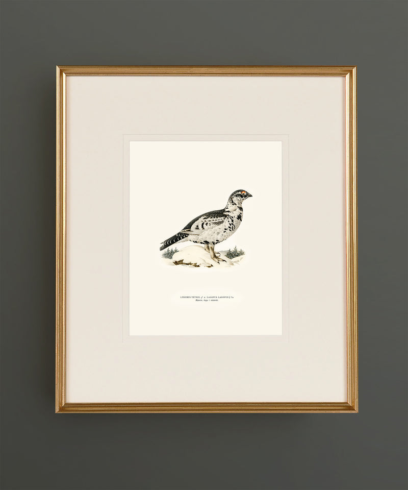 Set of Twelve Game Bird Prints