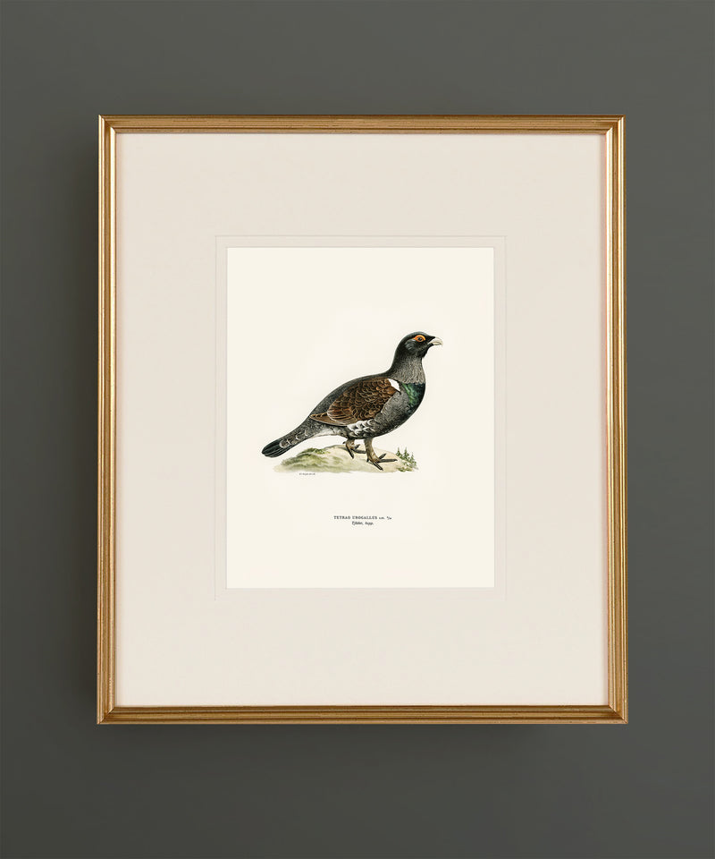Set of Twelve Game Bird Prints