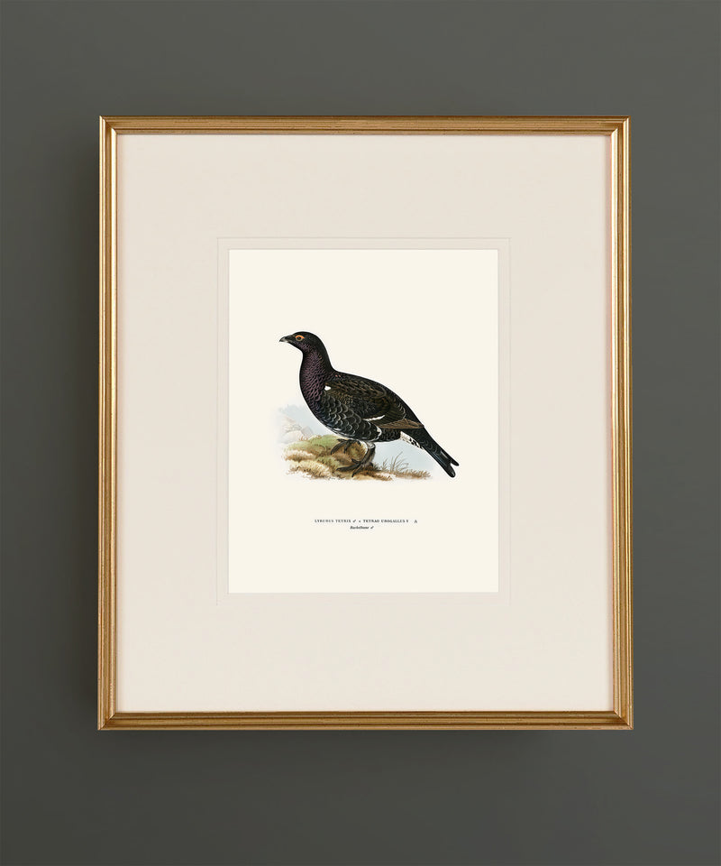Set of Twelve Game Bird Prints