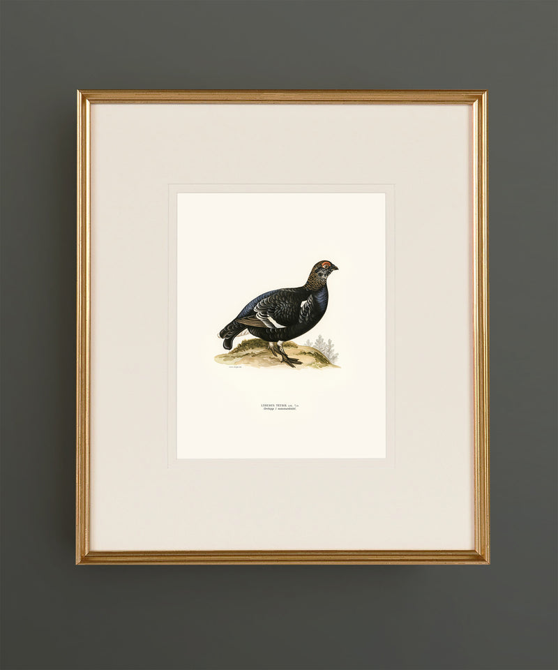 Set of Twelve Game Bird Prints