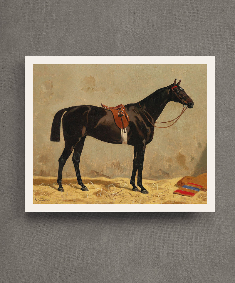 Saddled Black Horse Portrait