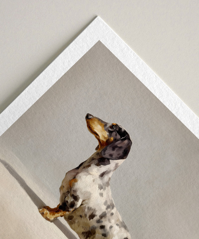 A Seated Dapple Dachshund