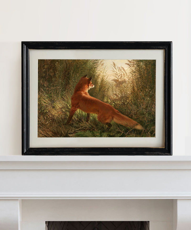 Vintage print red fox in nature