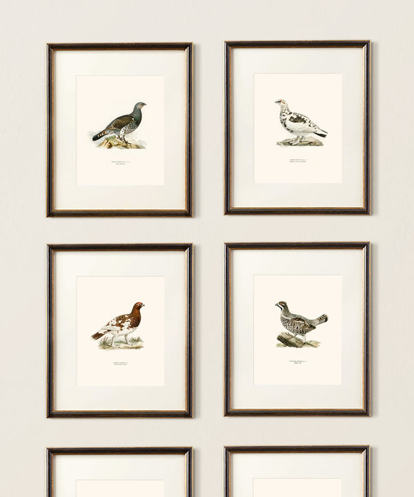 Vintage game bird pheasant grouse print set gallery wall