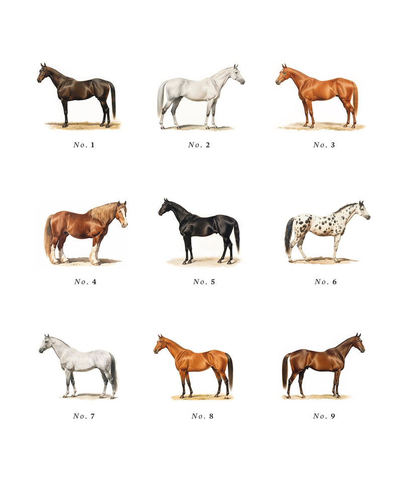 Personalized Equestrian Greeting Cards