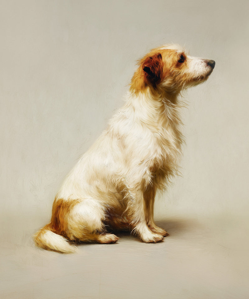 A Seated Long Haired Jack Russell