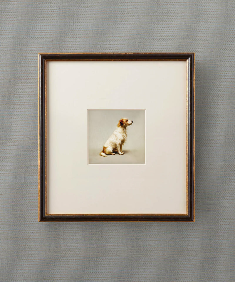 A Seated Long Haired Jack Russell