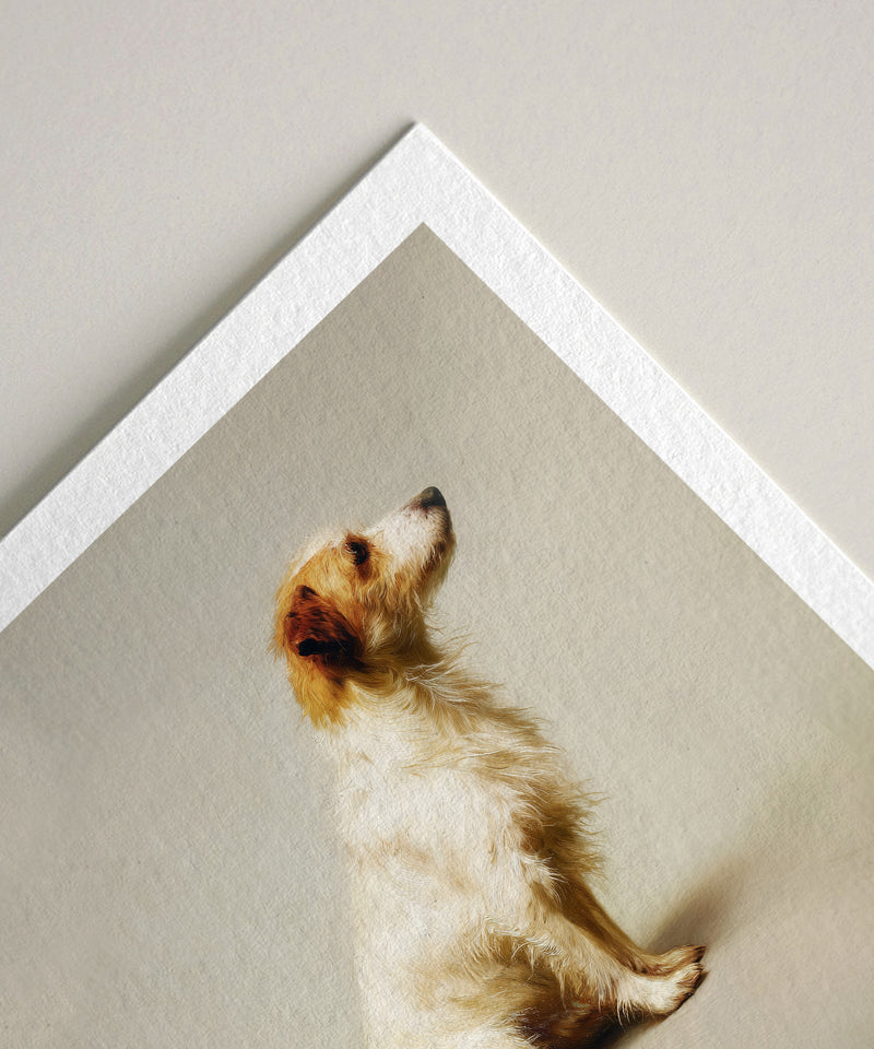 A Seated Long Haired Jack Russell