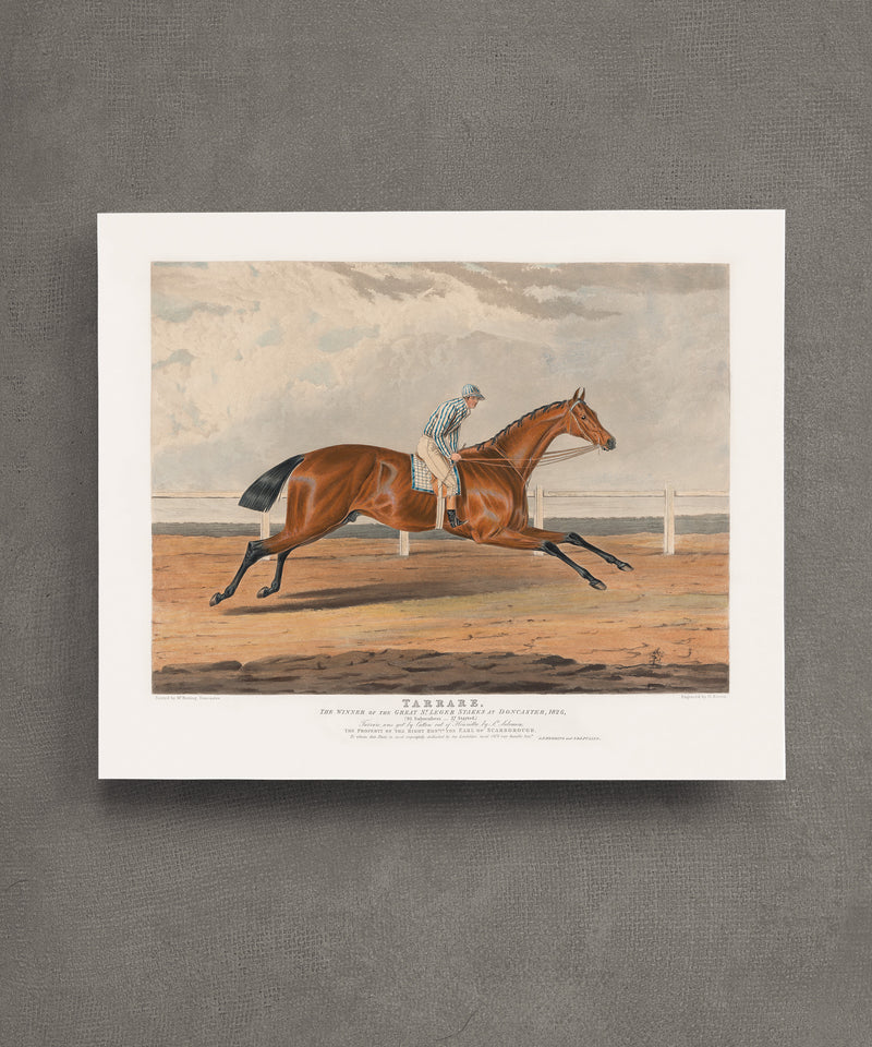 Tarrare | Racehorse No. 10
