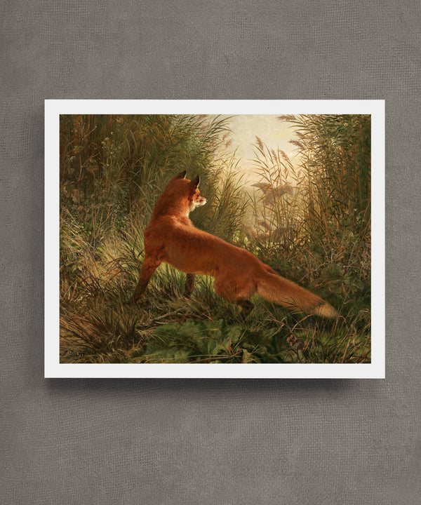 "The Onlooker" Vintage Fox Print