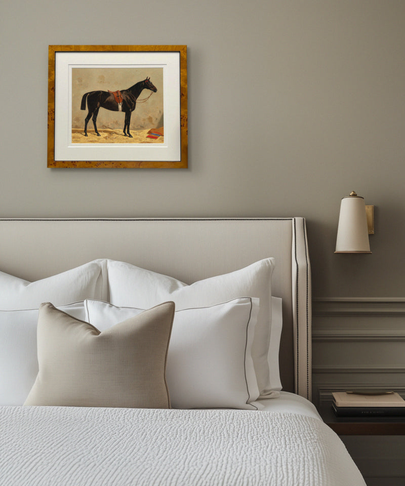 Saddled Black Horse Portrait
