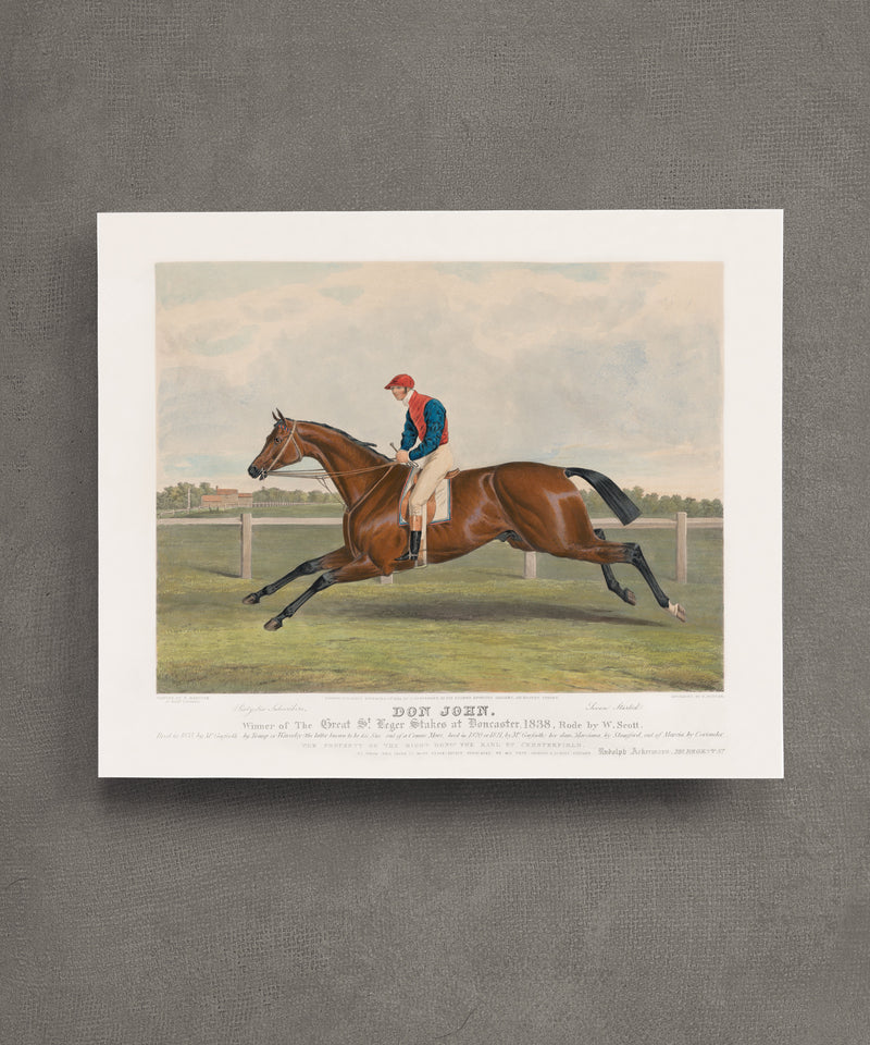 Don John | Racehorse No. 5