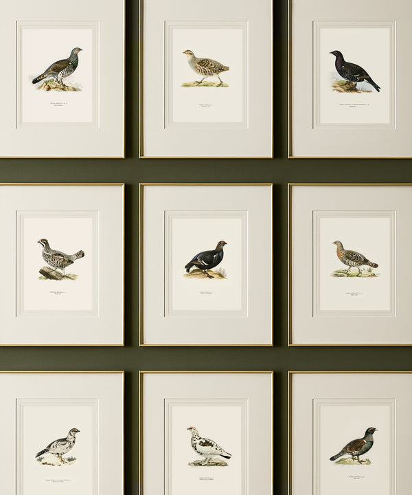 Set of 12 game bird pheasant hunting art prints