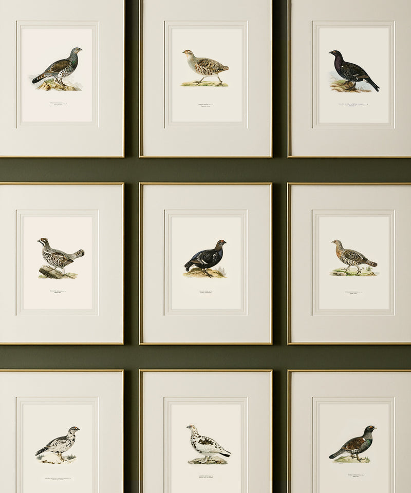 Set of 12 game bird pheasant hunting art prints