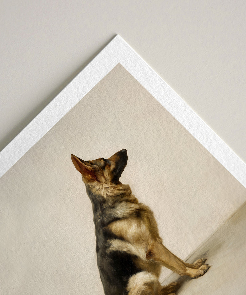 A Seated German Shepherd