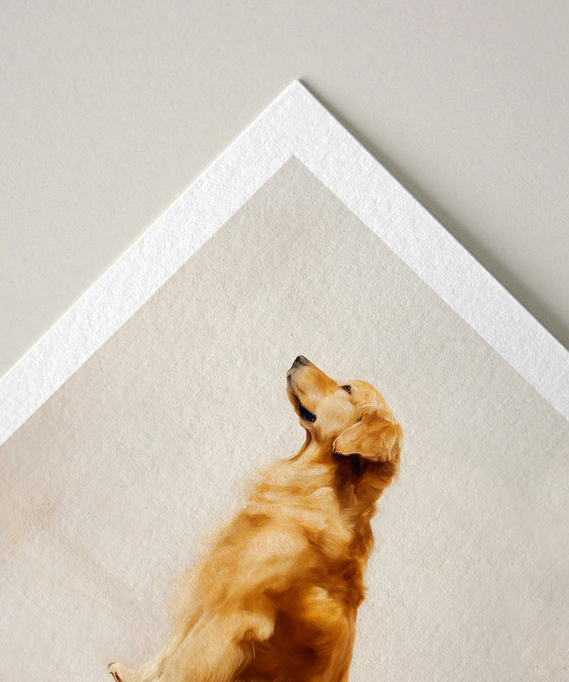 A Seated Golden Retriever