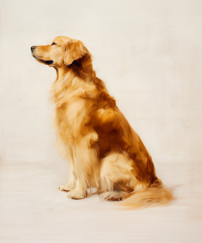 A Seated Golden Retriever