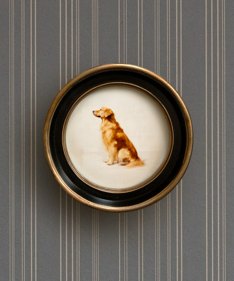 A Seated Golden Retriever