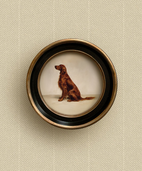 A Seated Irish Setter