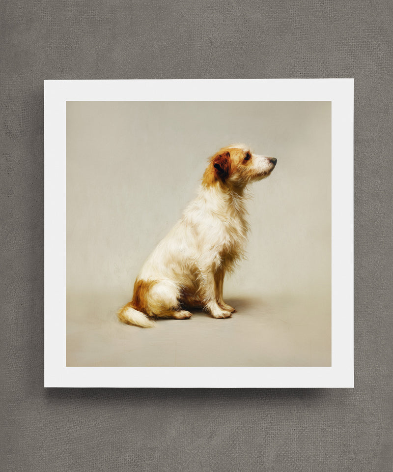 A Seated Long Haired Jack Russell