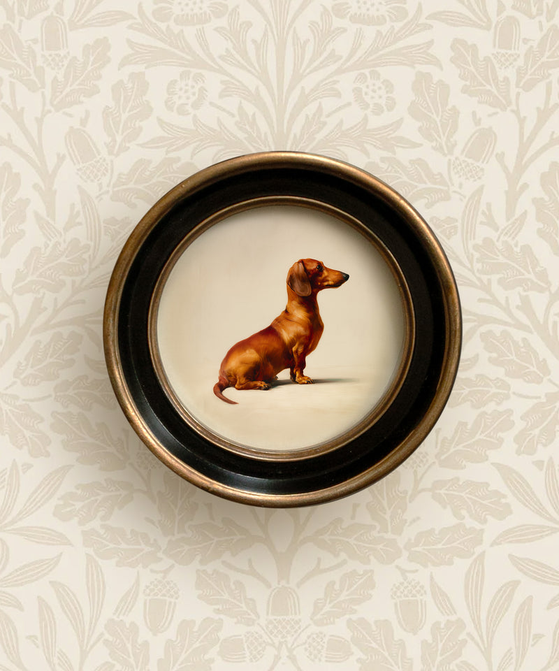 A Seated Red Dachshund