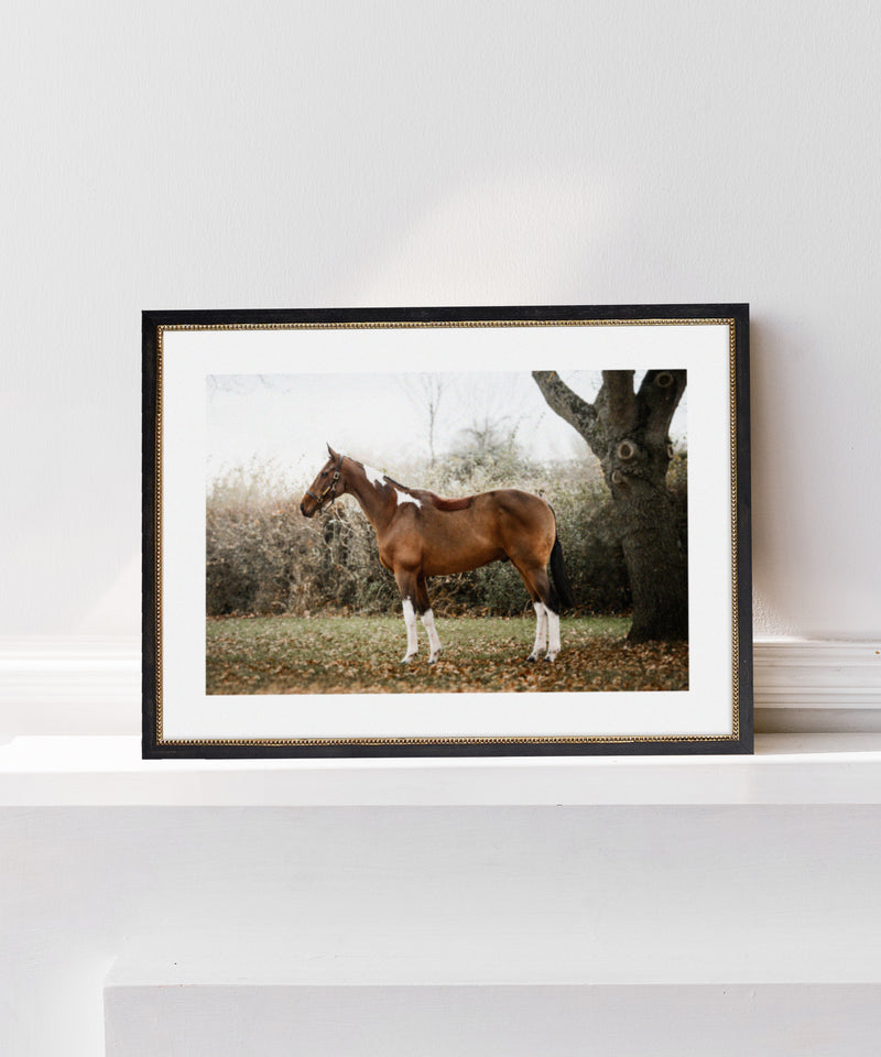 Georgina Preston Equestrian Portrait Photography Paint Horse