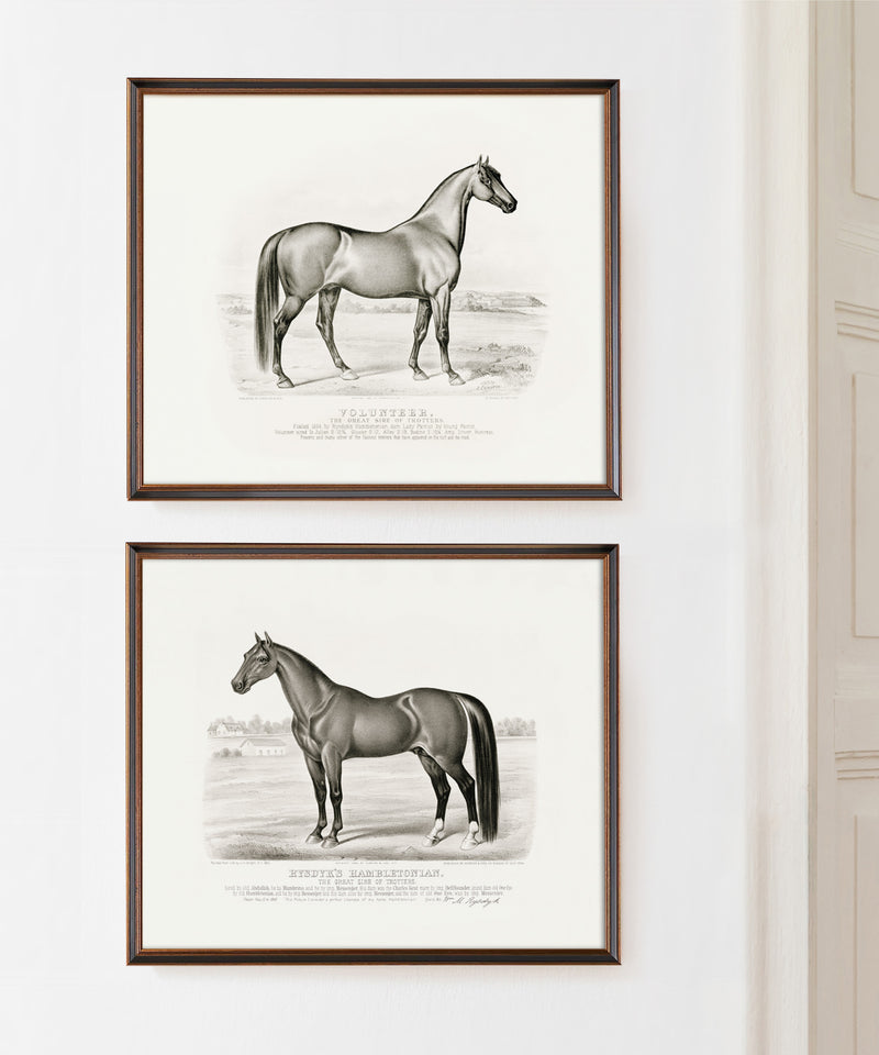 Set of black and white horse prints